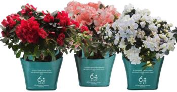 airc-azalea-della-ricerca.jpg
